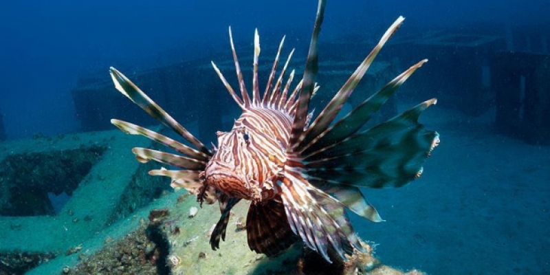 'Dünyanın en zehirli balığı' Akdeniz'in ardından Ege'de ortaya çıktı!
