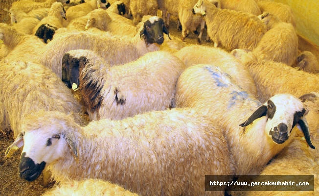 ÇANKAYA’DA KURBAN SATIŞ YERİ BAŞVURULARI BAŞLIYOR