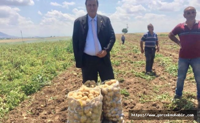 Gürer: “Yazlık patates fiyatı, kışlık patates üreticisini kaygılandırıyor”
