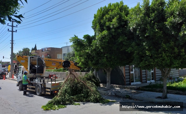 Mersin Belediyesi, elektrik kesintisi yaşanmaması için ağaçları buduyor