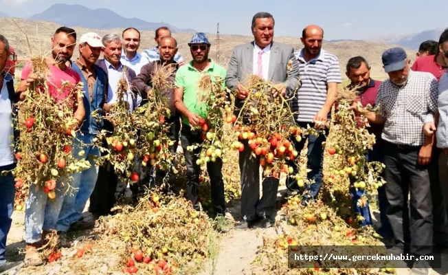 Gürer: “Tarlada kalan domates, markette 6 liraya dayandı”