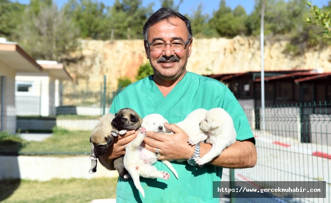 ÇUVALA KOYUP, “BEŞKARDEŞLER”İ ÖLÜME TERK ETTİLER