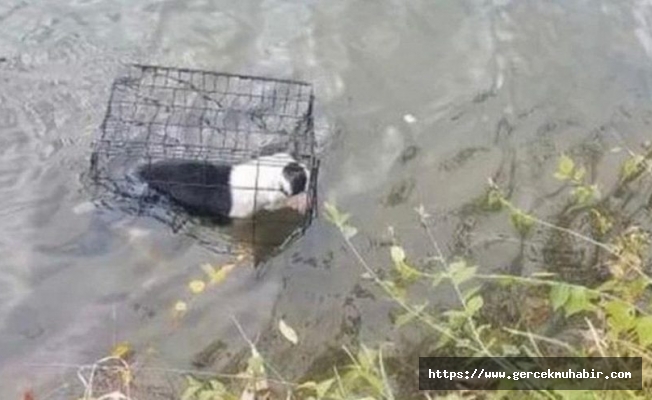 Gölün ortasında dehşete düşüren görüntü! Bunu yapan insan olamaz