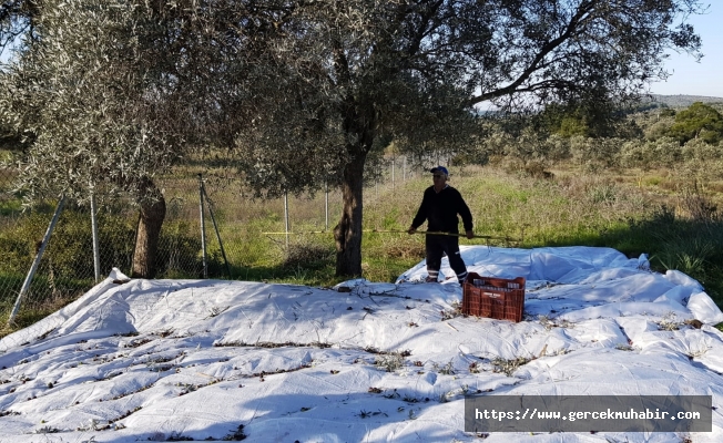 Bodrum Belediyesi kendi yağında kavruluyor