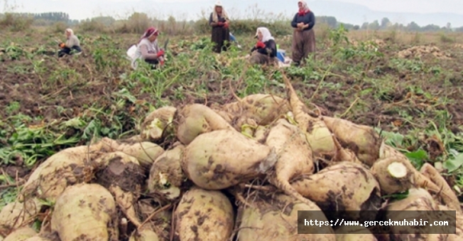 "Atatürk’ün mirası şeker pancarını bitme noktasına getirenler, Sudan’da ananas yetiştirecek”
