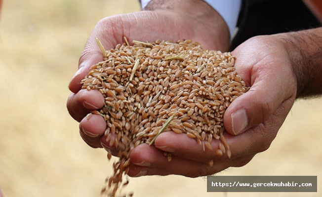 Gürer: “Buğdayda taban fiyat, girdi fiyatlarının artışına göre düşük kaldı”