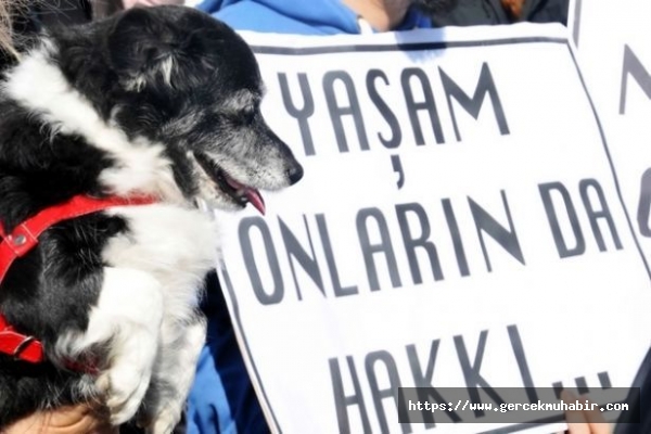 Köpeğe Tecavüz İddiasıyla Yapılan Suç Duyurusu 'Mala Zarar Vermekten' İşleme Konuldu