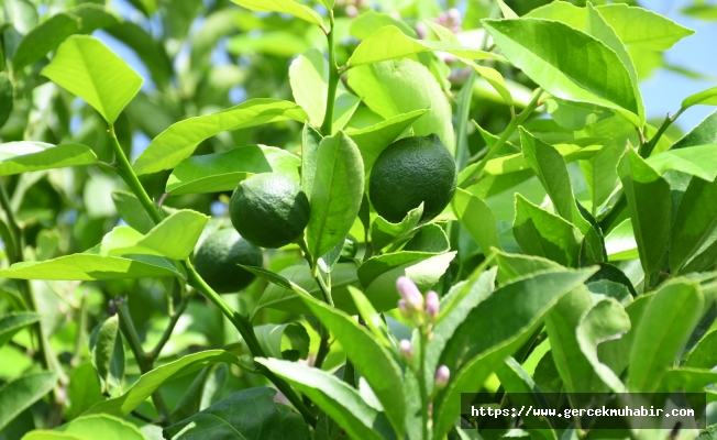 "Narenciye üreticisi hasat öncesi destek bekliyor"