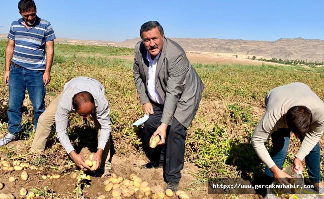 Gürer: “Şaka gibi... Bakan, ‘Patateste fazlamız var’ diyor ama  Mısır’dan patates ithal ediyoruz”