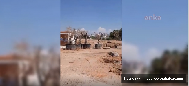 Önce Moloz Döktü, Sonra Zeytin Ağacı Dikmeye Çalıştı