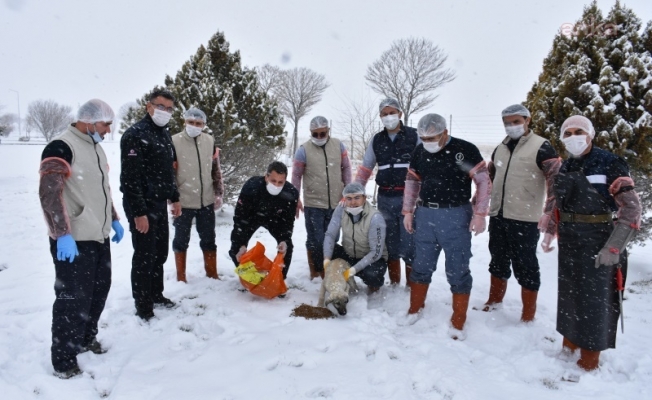Hükümlüler, sokak hayvanları için belirlenen noktalara yiyecek ve su bırakıyor