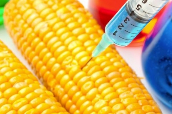 Tarım Bakanlığı, GDO'lu 1 mısır ile 4 soya çeşidine izin verdi