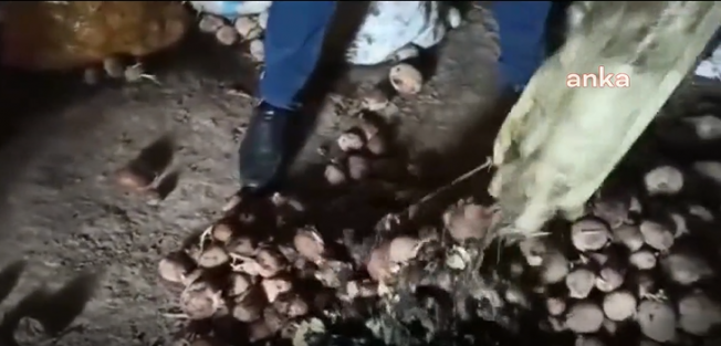 Patatesi Depoda Çürüyen Çiftçi; ''Devlet, İş İşten Geçtikten Sonra Patates Alımına Başladı''