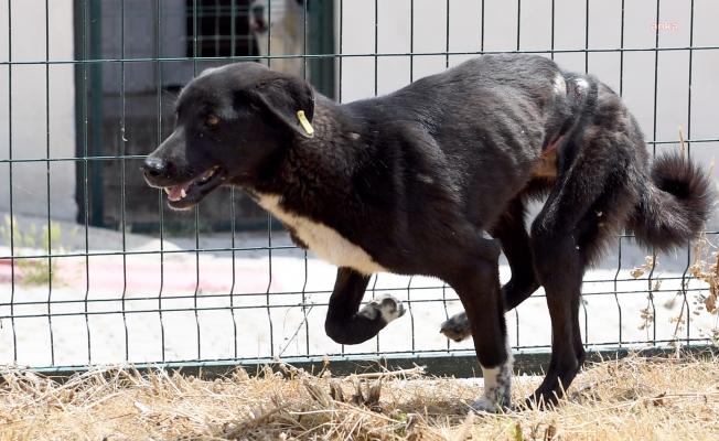 Beline Çelik Tel Bağlanarak Ormana Bırakılan Köpeği, Mersin Büyükşehir Ekipleri Kurtardı