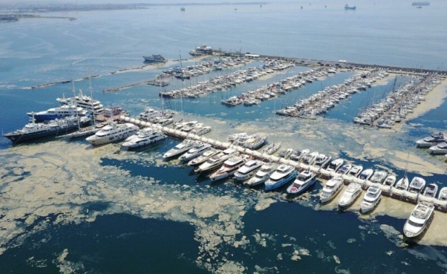 Dünya deniz salyasını konuşuyor: Türkiye’yi endişeyle izliyorlar