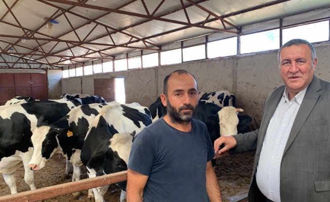 “Besici, süt ineklerini gözyaşları ile kesime gönderiyor”