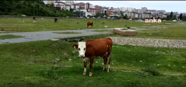 Ordu'da 15 Milyon TL'ye Mâl Olan Botanik Park, Otlak Oldu