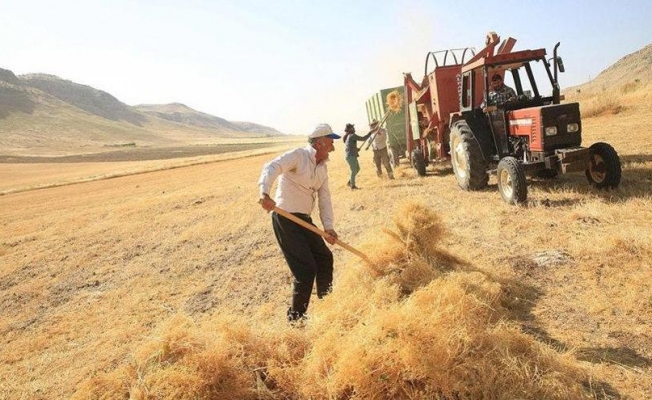 TÜİK, buğdayda rekolte kaybını 1.5 milyon ton açıkladı; ziraat odaları rakamın daha fazla olduğunu iddia etti