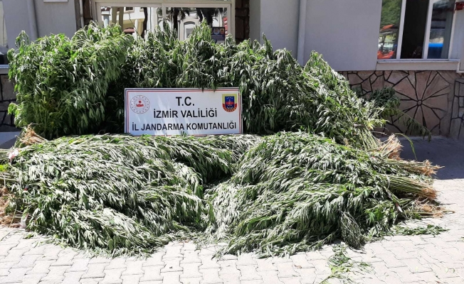 İzmir'de 5 bin 847 kök kenevir ele geçirildi