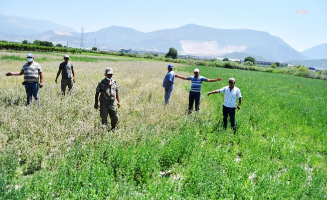 Manisa'da çiftçinin DSİ kanalında aldığı su tarlasını kuruttu