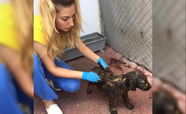 Çankaya'da Asfalta Düşen Yavru Köpekler Kurtarıldı