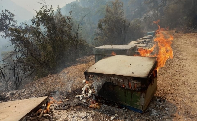 Marmaris yangını çam balı ormanlarını yok etti: 'Bu köy çam balının başkentiydi, burası bitti'