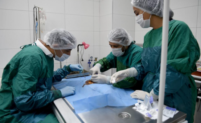 Seyhan’da 2 yılda 3 bin 600 sokak hayvanı kısırlaştırıldı