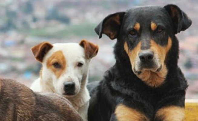 Köpek Eğitmeni Özvardar: "Kısırlaştırma Çalışmasıyla 15 Sene İçinde Sokak Köpeği Diye Bir Şey Kalmayacaktır"