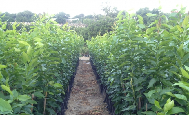 Fidan Üreticileri Alt Birliği Başkanı Nallı: "Tescil sorunu nedeniyle fidan ihracatımız zarar görüyor”