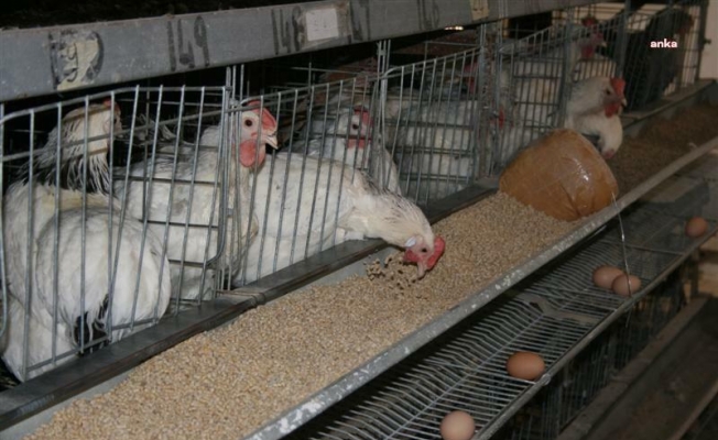 TÜİK: Tavuk eti üretimi eylül ayında yüzde 2,7 azaldı