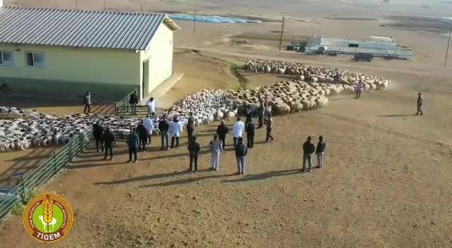 Sayıştay, kuzu ihalesinde TİGEM'in en az 3 milyon 227 bin lira zarara uğratıldığını saptadı