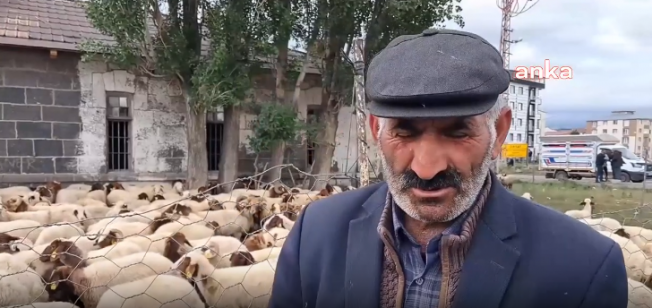 Karslı Kurban Satıcısı: Hayvanımız Avrupa Yakası'na Geçecekti, Hükümet Bize Yasak Koydu