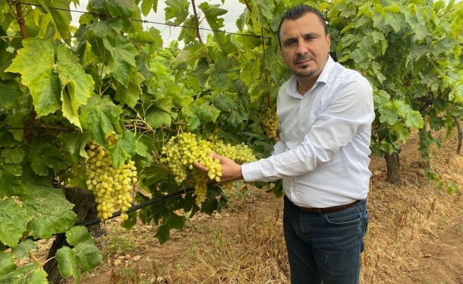 CHP’li Başevirgen: “Kuru Üzüm Taban Fiyatı 65 Liranın Altında Olmamalı”