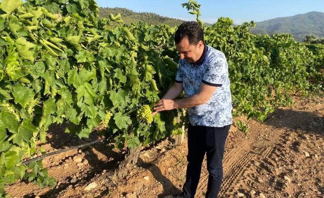 CHP’li Başevirgen: “Manisa’da Bağları Mildiyö Hastalığı Vurdu”