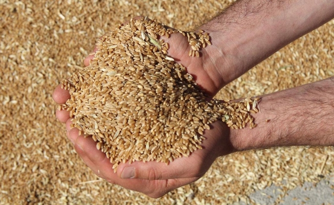 Yeni yılda buğday fiyatları ikiye katlandı