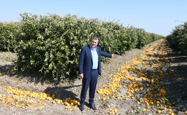 Ayhan Barut'tan Narenciye Üretimi Ve İhracatına Destek Çağrısı