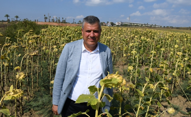 Barut: "Çukurova Çiftçisinin Zararı Karşılansın"