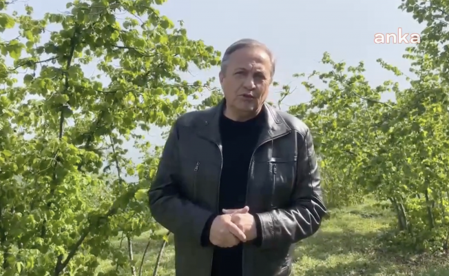 CHP’li Torun: “Zirai don sebebiyle randımanı düşen fındık serbest piyasada 175 Liraya satılırken, TMO piyasaya 125 liradan satış yaparak ülkemize ihanet ediyor”