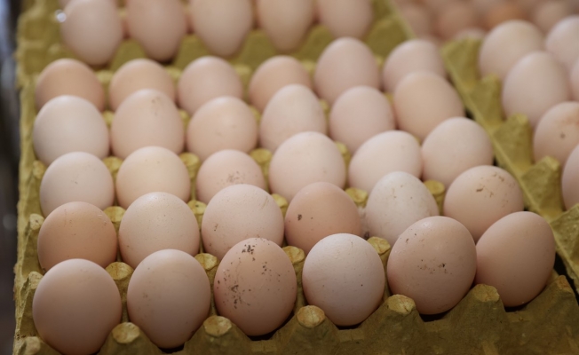 Ediz Ün:Yumurta Fiyatları 10 Lirayı Geçti, Vatandaş En Ucuz Protein Kaynağına Bile Ulaşamıyor