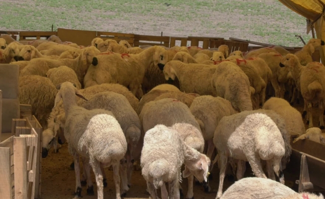 Kurban Bayramı’na sayılı günler kala kurban pazarlarında besiciler maliyetlerin yüksek, talebin az olmasından şikayetçi