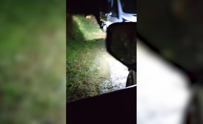 Yağlıdere Belediyesi'nin aracı 40'a yakın sokak hayvanını gece yarısı ormana bırakırken görüntülendi