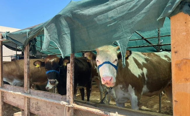 Kurban pazarı hareketli ama besici zorda...