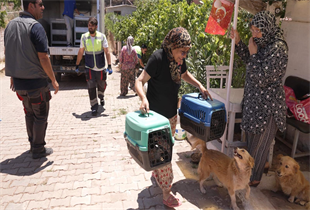 Yürekleri ısıtan haber Seferihisar’dan: İzmir’deki yangından kurtarılan tavuklarına kavuştu