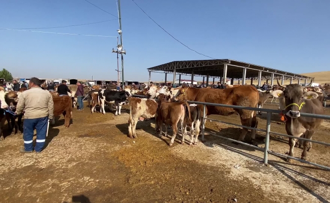 Hayvan pazarlarının kapalı olması besicileri zor durumda bıraktı