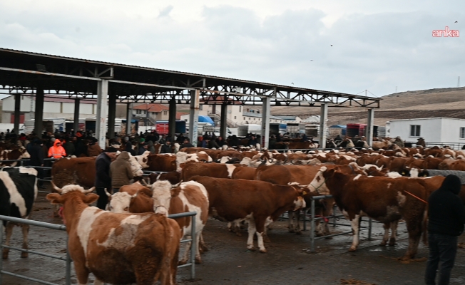 Iğdır’da şap alarmı: Hayvan pazarı 1 ay süreyle kapatıldı