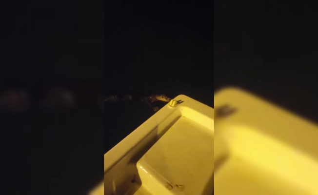 Sinop'ta balıkçılar, nesli tükenmekte olan su samuruna balık ikram etti