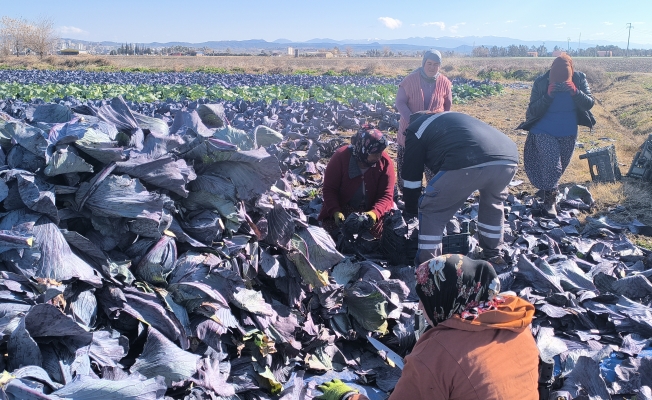 Lahana tarlasında çalışan tarım işçileri konuştu: "Hayat çok pahalı. Kanser hastasıyım, buraya gelip çalışıyorum"