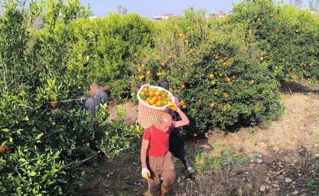 Narenciye toptancısı "giderlerin yüksekliğinden", işçiler ise yevmiyelerin düşüklüğünden yakınıyor... Gaziantepli alıcı: "Dalında kalmasın diye bu ağaçlar toplanıyor, para ettiğinden değil"