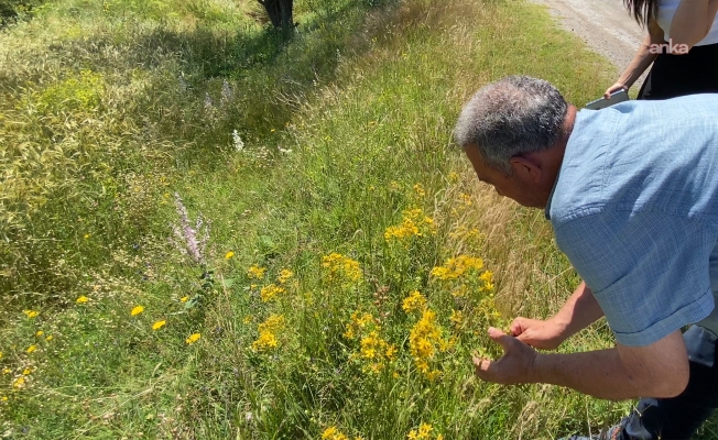 Yozgat’ta 43 akademisyen sağlık açısından sarı kantaron bitkisini inceledi