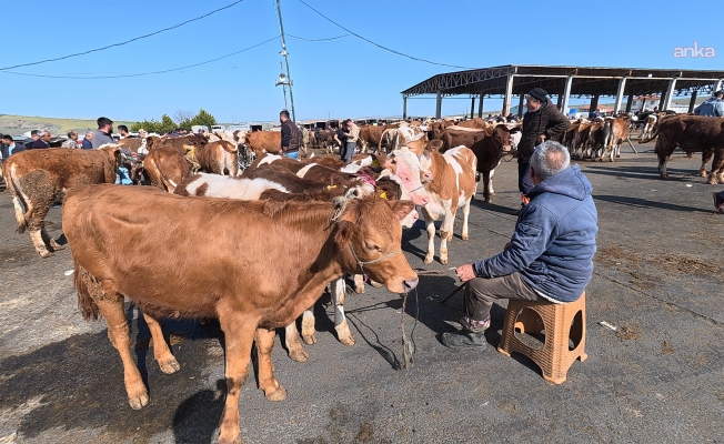 Kurbanlık satışları başladı: "Millette para yok. Bir dana 300 bin lira oldu. Milletin gücü yetmiyor"